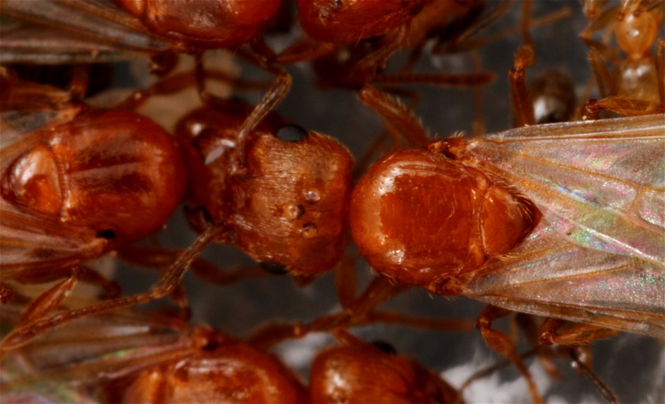 Alate ant queens (Pheidole dentata)