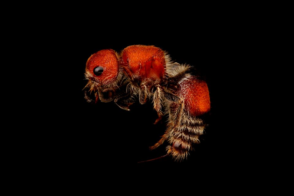 Velvet ant (Mutillidae, Dasymutilla sp.)