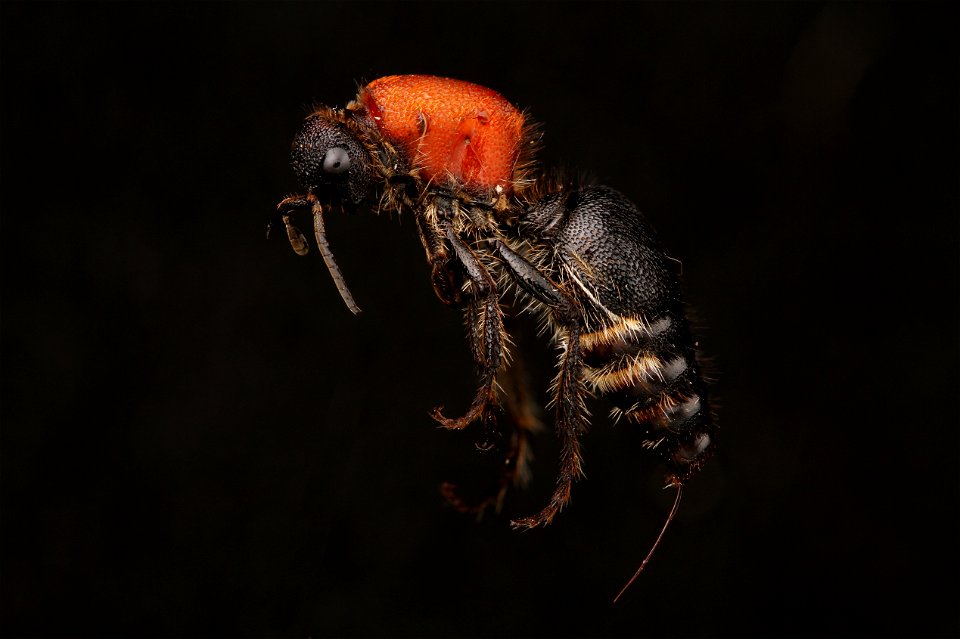 Velvet ant (Mutillidae, Dasymutilla sp.)