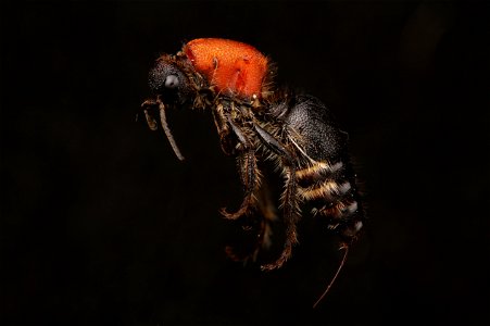 Velvet ant (Mutillidae, Dasymutilla sp.) photo