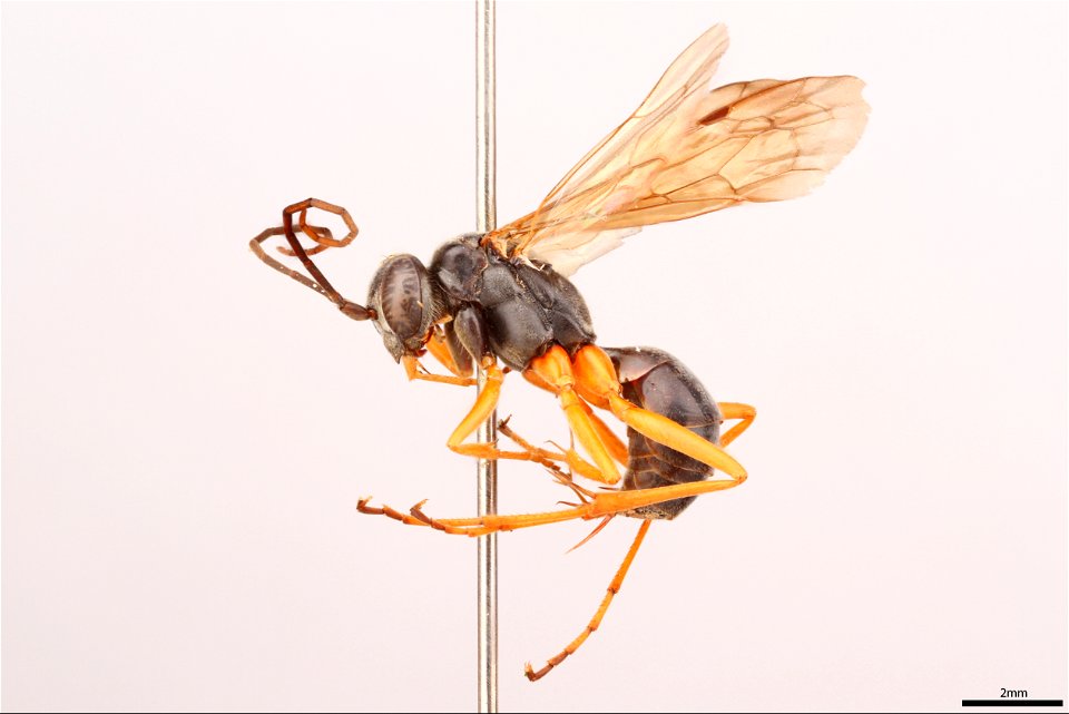 Spider wasp female (Pompilidae, Auplopus adjuncta)