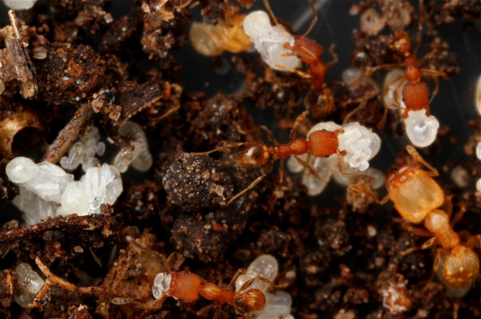 Minor worker with pupa (Pheidole floridana)