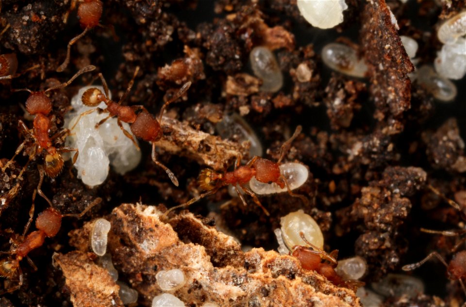 Minor worker with egg (Pheidole floridana)