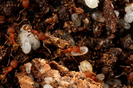 Minor worker with egg (Pheidole floridana)