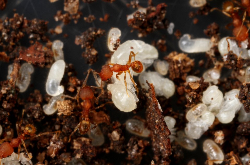 Minor worker over major worker pupa (Pheidole floridana)