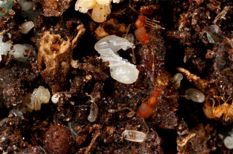 Major worker pupa (Pheidole floridana)