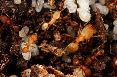 Major and minor workers over brood (Pheidole floridana)