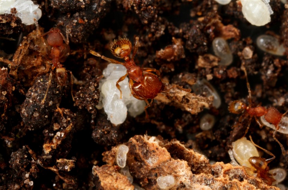 Major worker over brood (Pheidole floridana)