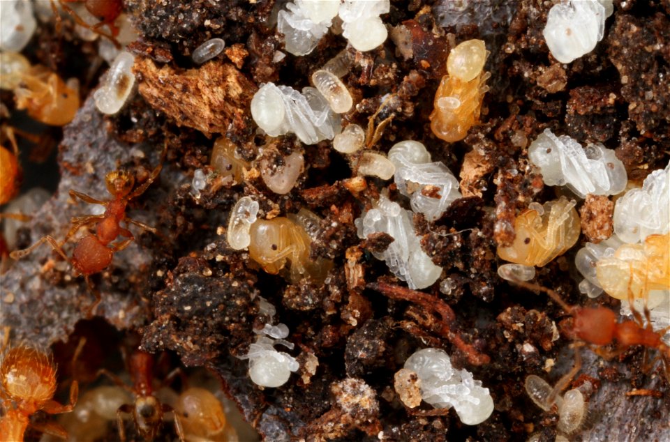 Ant pupae (Pheidole floridana)