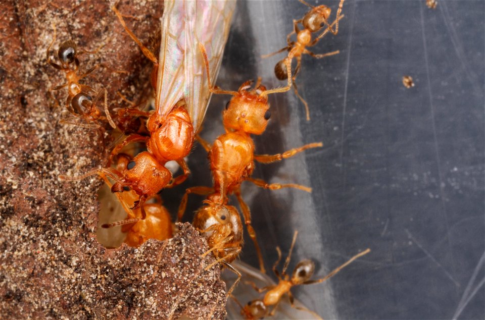 Ant queens with minor workers (Pheidole dentata)