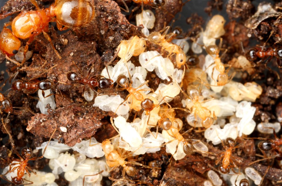 Queens and minors on brood (Pheidole dentata)