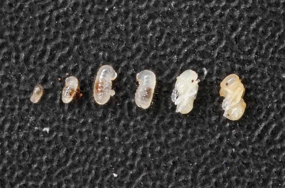 Ant life stages from egg to pupa (Pheidole floridana)