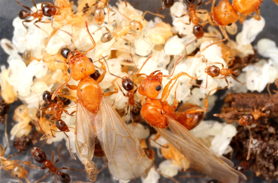 Alate ant queens on brood (Pheidole dentata)