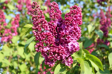 Garden leaf purple flowers photo