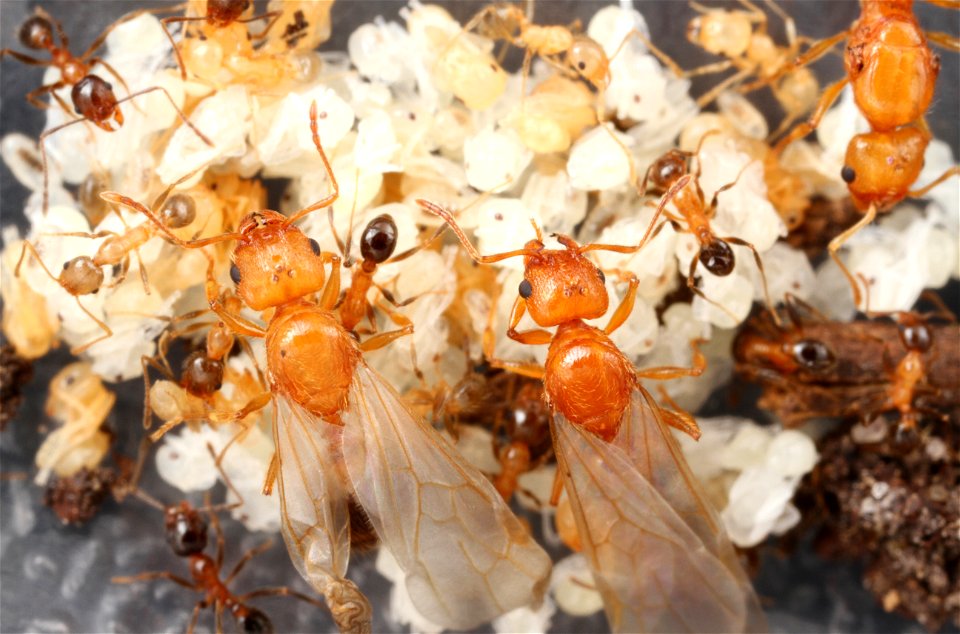 Alate ant queens with brood (Pheidole dentata)