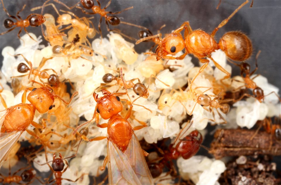 Alate ant queens on brood (Pheidole dentata)