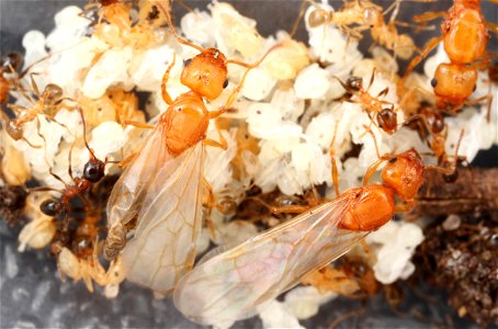 Alate ant queen with deformed wing (Pheidole dentata)