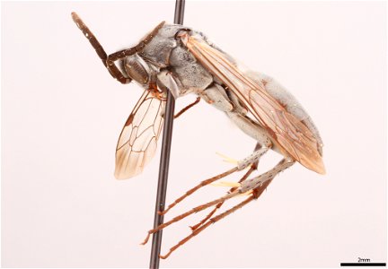 Spider wasp male (Pompilidae, Aporus notabilis)