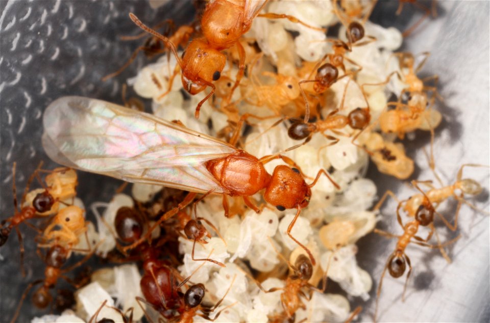 Alate ant queen on top of brood (Pheidole dentata)