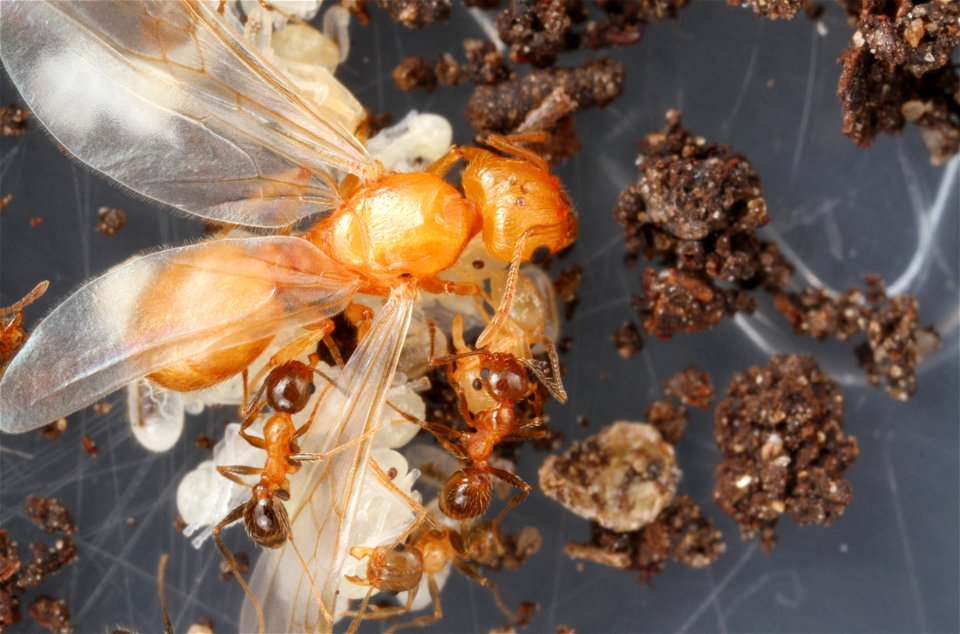 Alate ant queen (Pheidole dentata)