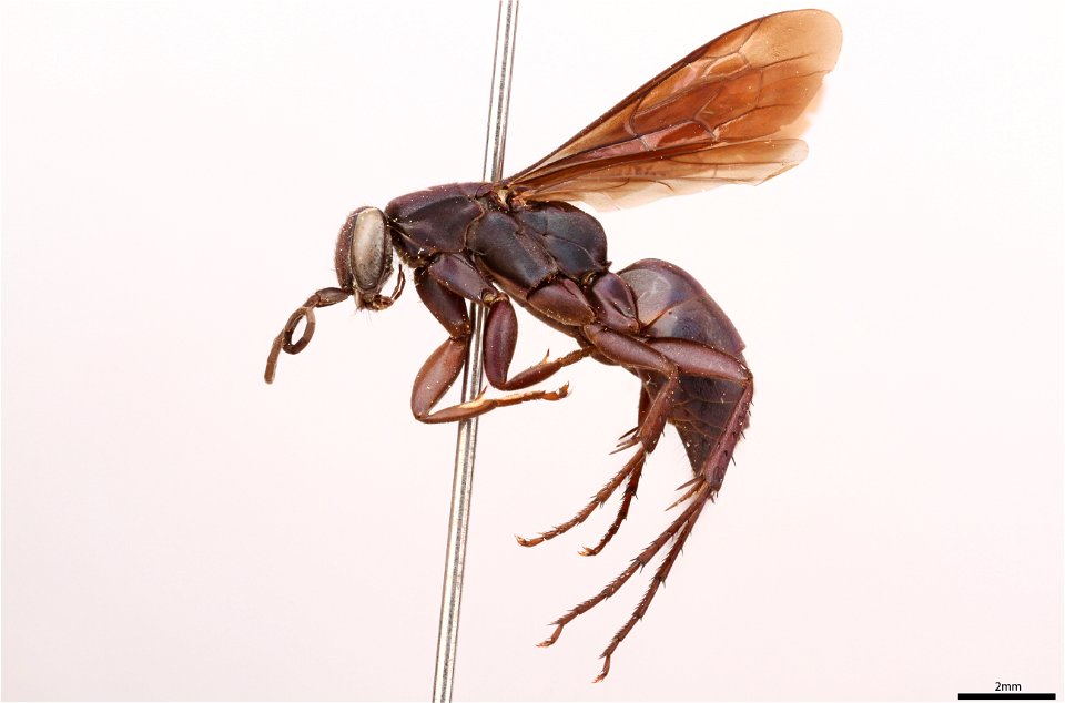 Spider wasp female (Pompilidae, Aporus niger)