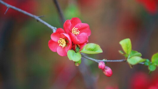 Spring flowers nature beautiful