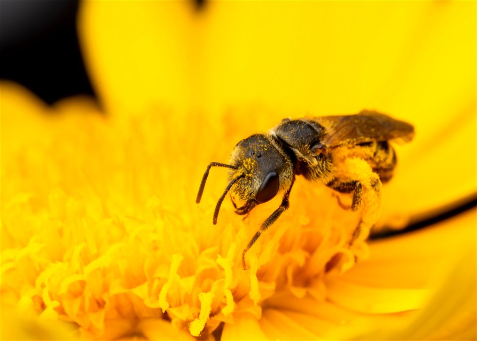 Halictus ligatus