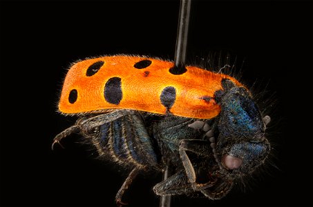 Hyeleus sp.