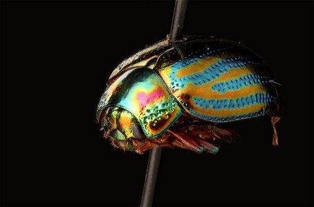 Chrysolina sp.