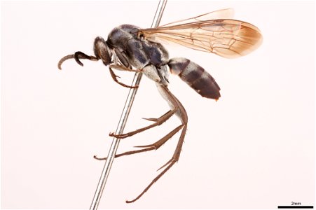 Spider wasp male (Pompilidae, Aporus concolor)