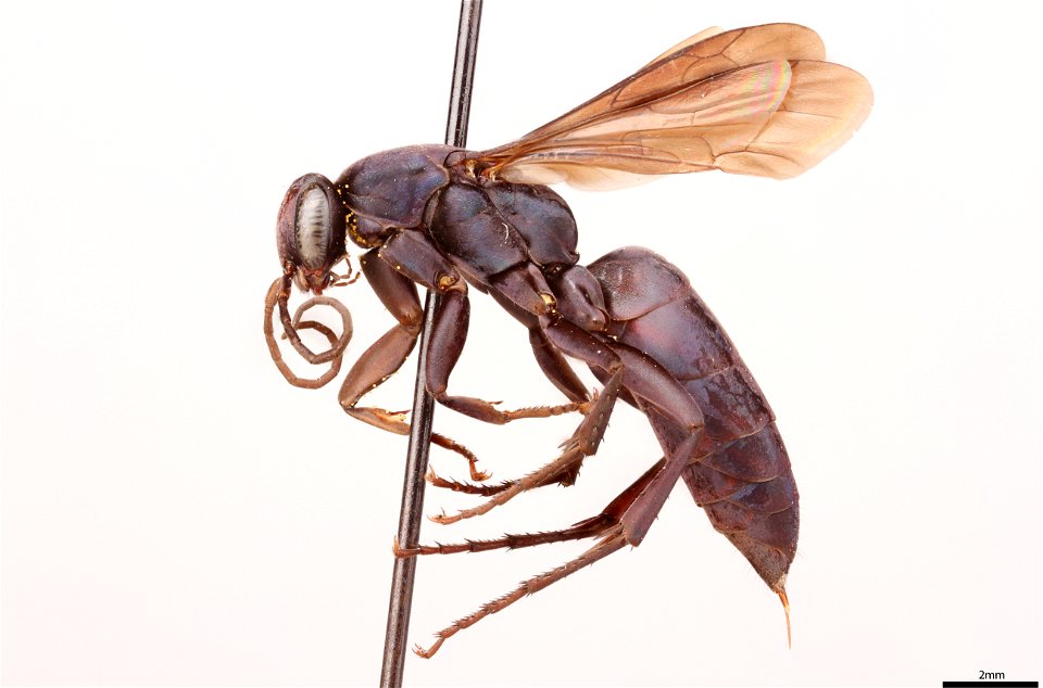 Spider wasp female (Pompilidae, Aporus concolor)