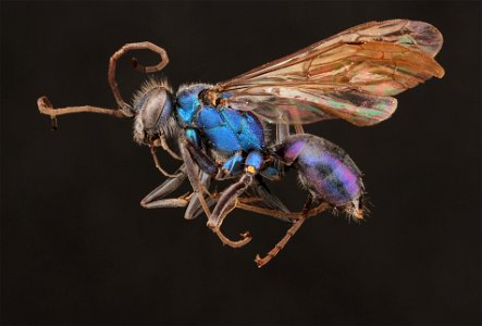 Spider wasp female (Pompilidae, Auplopus architectus)