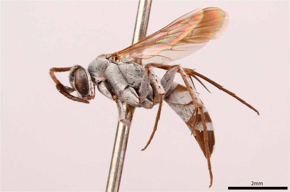 Spider wasp male (Pompilidae, Aporinellus taeniolatus)
