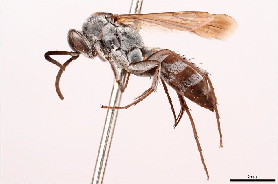 Spider wasp male (Pompilidae, Aporinellus yucatanensis)