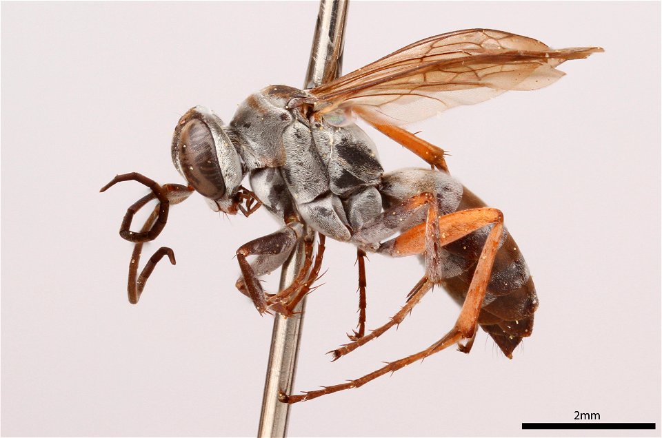 Spider wasp female (Pompilidae, Aporinellus taeniolatus