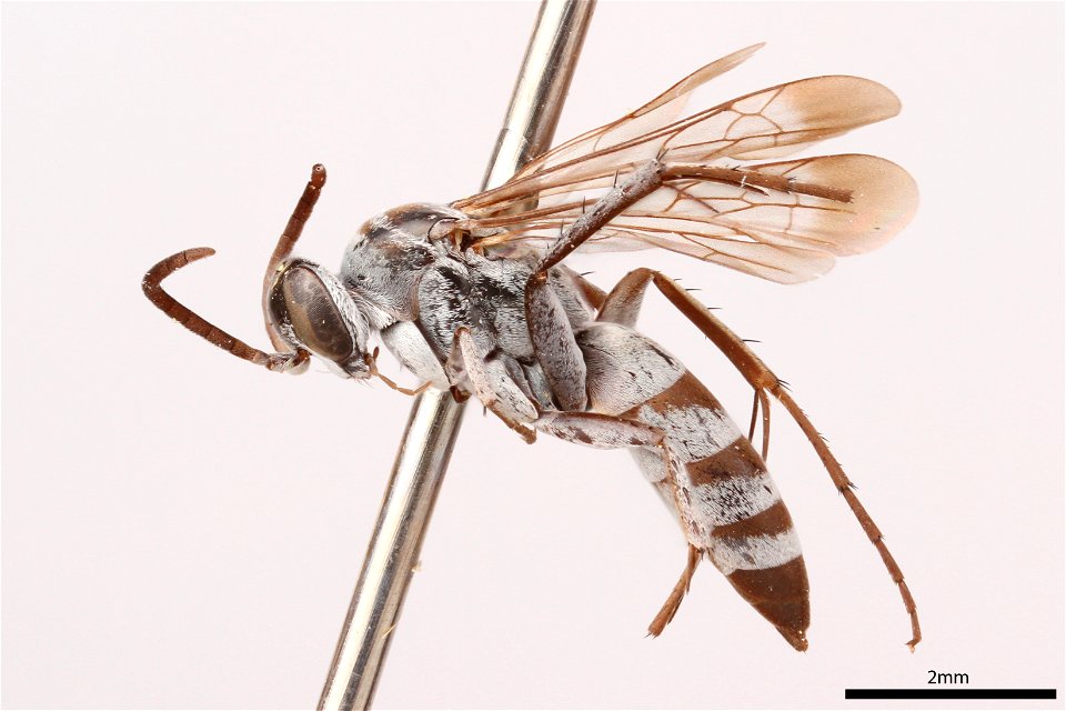 Spider wasp male (Pompilidae, Aporinellus taeniatus)
