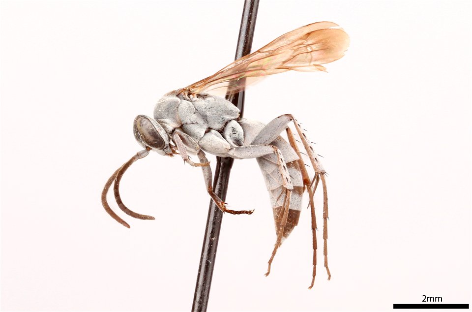 Spider wasp male (Pompilidae, Aporinellus medianus)