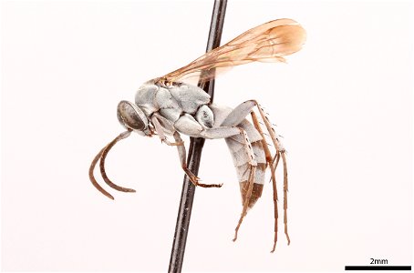 Spider wasp male (Pompilidae, Aporinellus medianus)