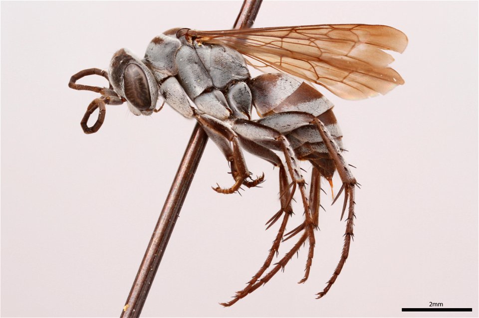 Spider wasp female (Pompilidae, Aporinellus yucatanensis)