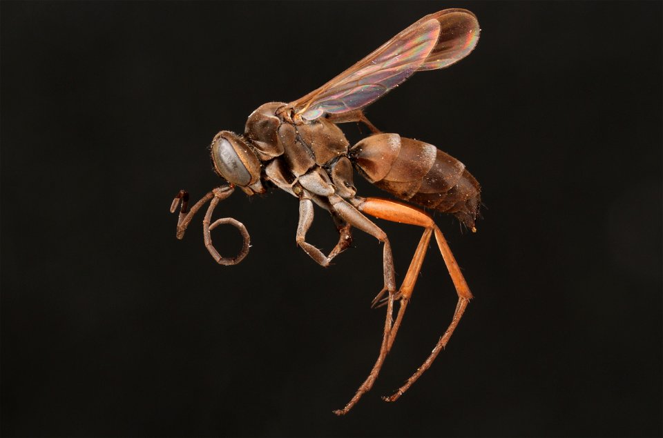 Spider wasp female (Pompilidae, Aporinellus taeniatus)