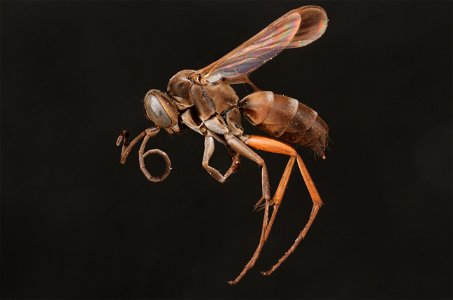 Spider wasp female (Pompilidae, Aporinellus taeniatus)