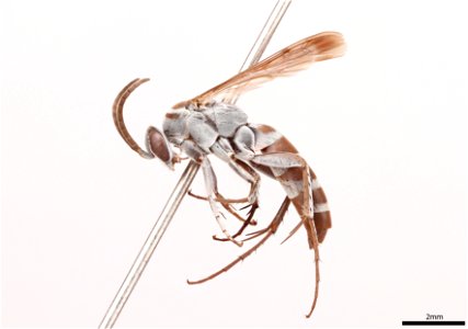 Spider wasp male (Pompilidae, Aporinellus fasciatus)