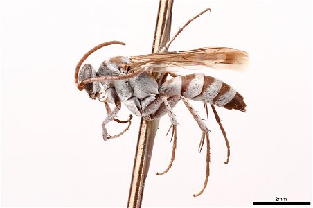 Spider wasp male (Pompilidae, Aporinellus completes)