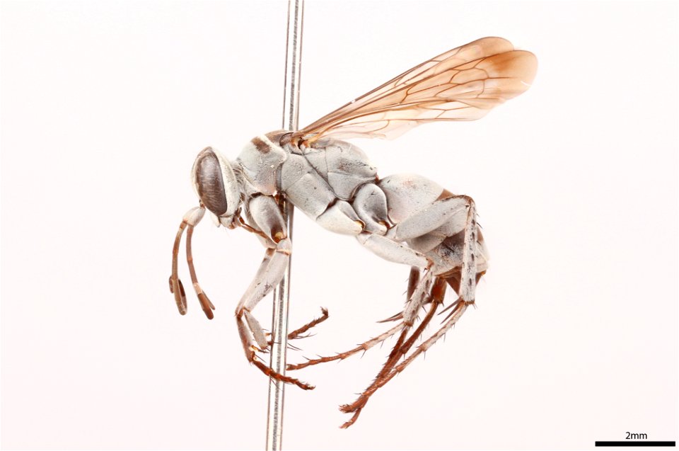 Spider wasp female (Pompilidae, Aporinellus fasciatus