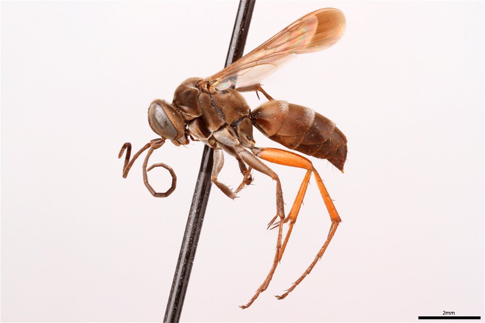Spider wasp female (Pompilidae, Aporinellus taeniatus)