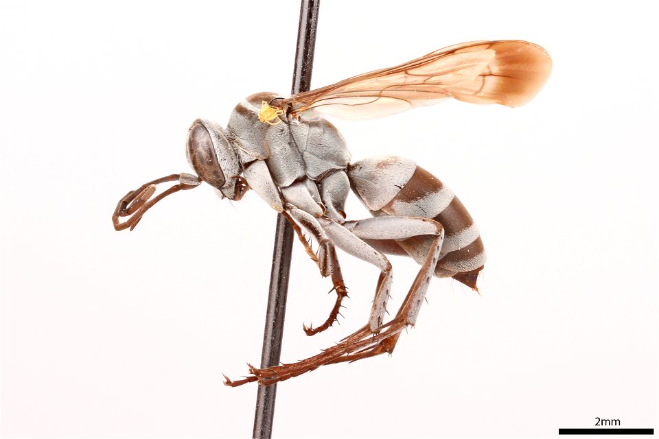 Spider wasp female (Pompilidae, Aporinellus medianus)