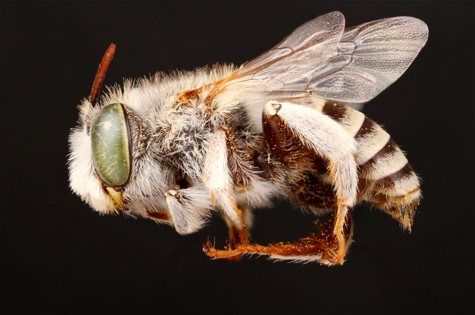 Male Digger Bee (Anthophora curta)