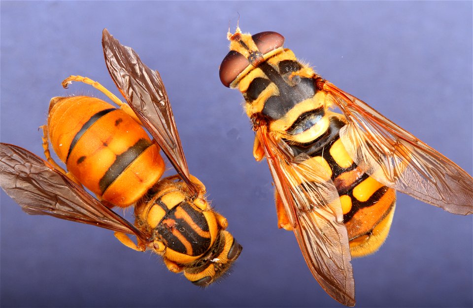 Yellow Jacket and Mimic