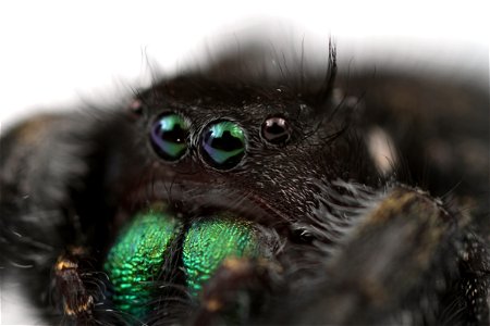 Bold jumping spider (Salticidae, Phidippus audax (Hentz))