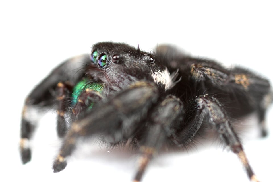 Bold jumping spider (Salticidae, Phidippus audax (Hentz))